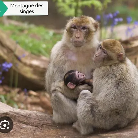 Mobil 5 Pers Proche D'europa Park E020 *